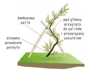 Sosna:  jak uformowac drzewo