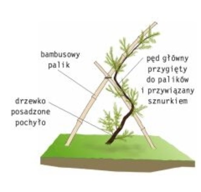 Sosna:  jak uformowac drzewo