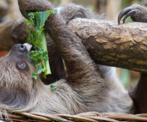 Wrocławskie zoo szuka imienia dla młodego leniwca