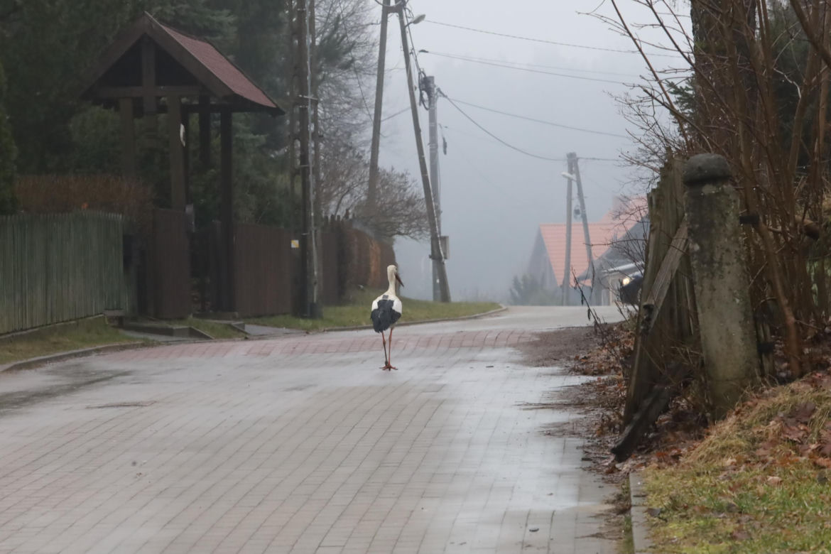 Bocian wrócił na ukochaną wieś. W Krutyni czekali na niego całą zimę