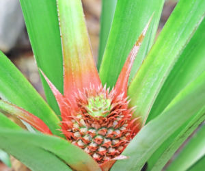 Ananas