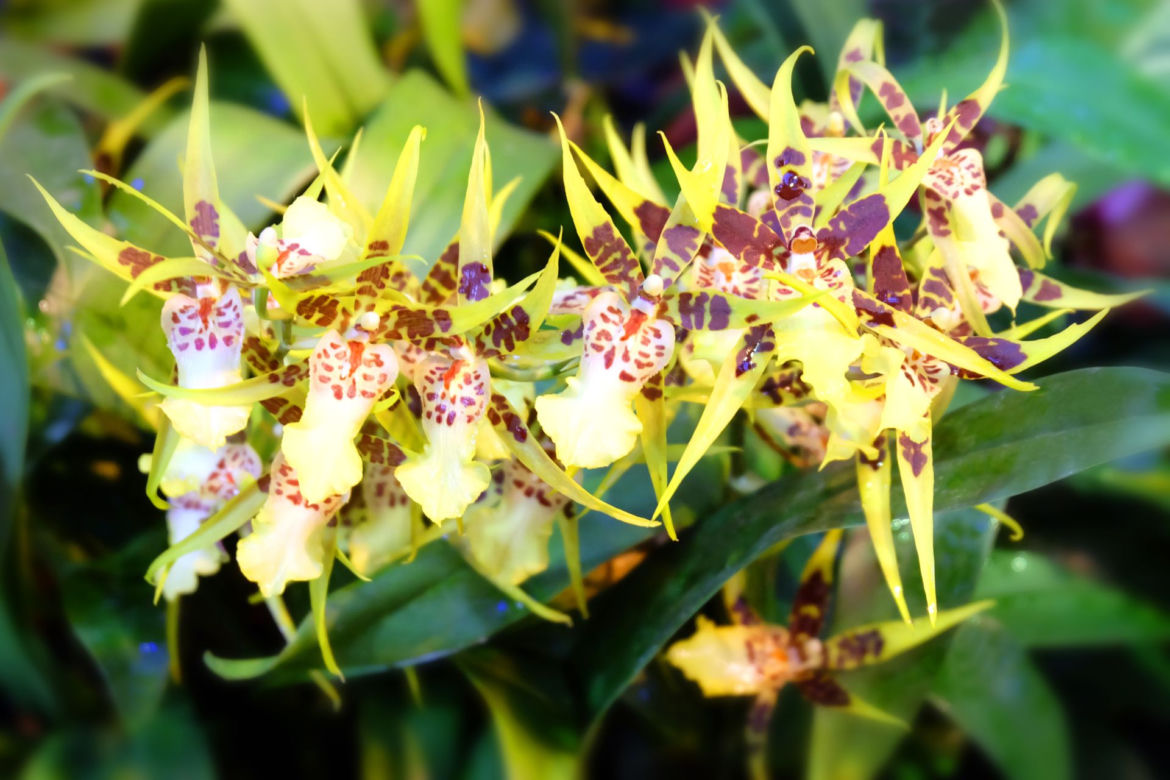 Brassia
