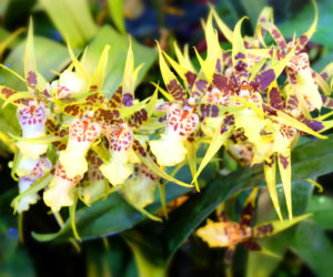  Brassia