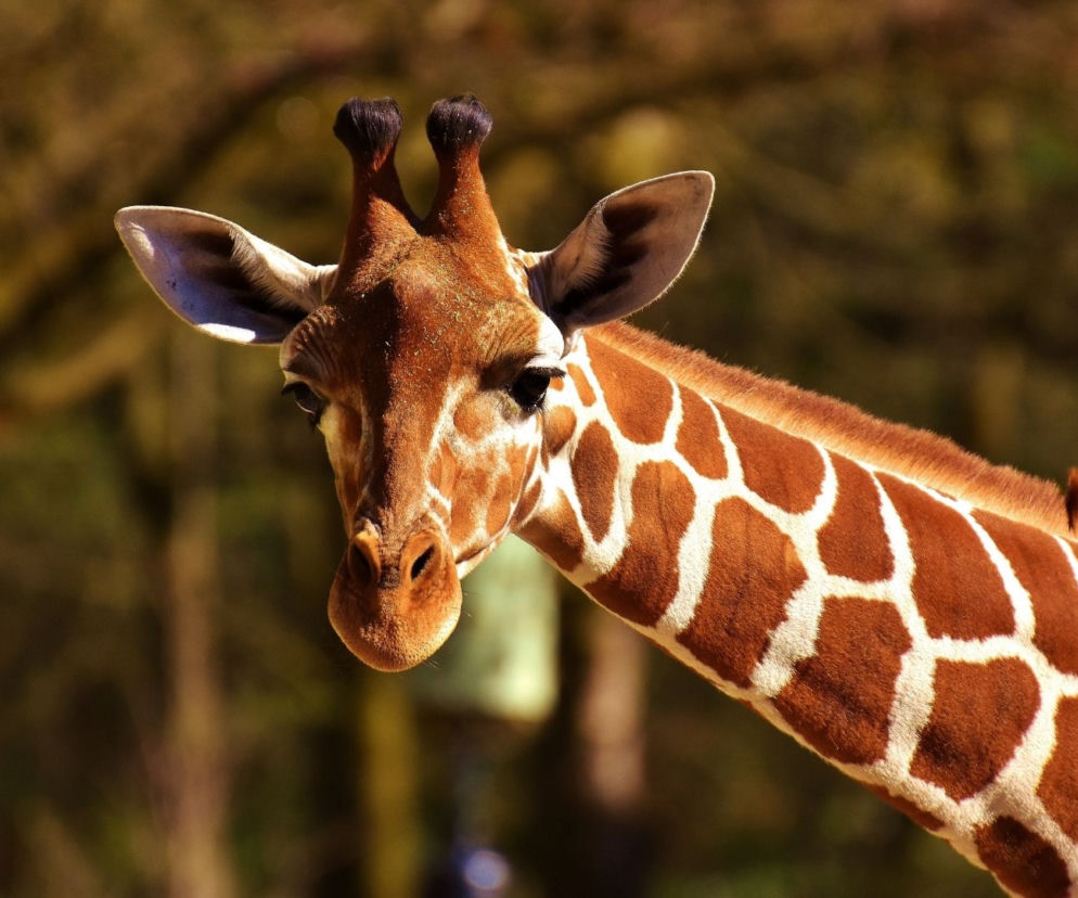 Nowy, wysoki mieszkaniec Warszawskiego zoo. Poznajcie Karima! Co o nim wiemy? 