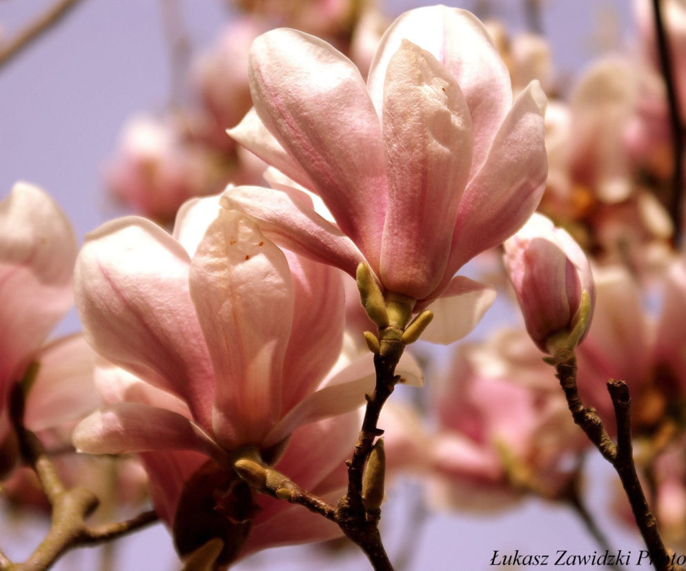 Szczecińskie magnolie