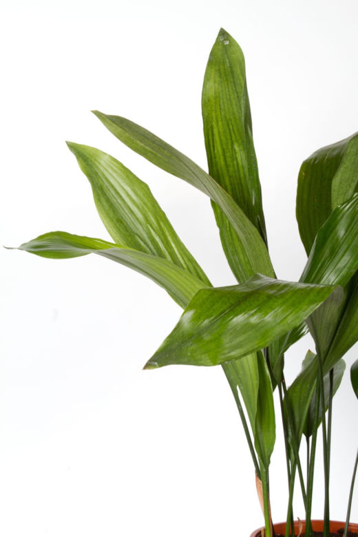 Aspidistra wyniosła