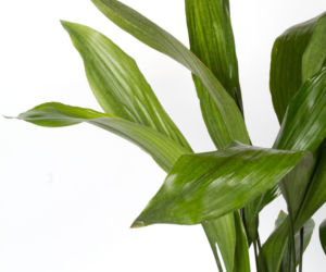 Aspidistra wyniosła