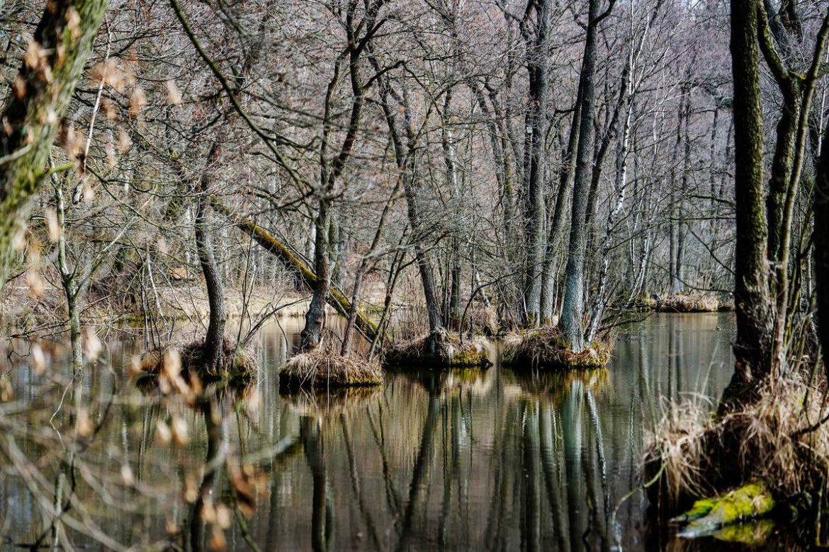 Rezerwat Niebieskie Źródła