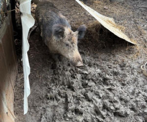 Rozbita szajka włamywaczy – zdjęcia z akcji i przeszukań w Dąbowie Tarnowskiej