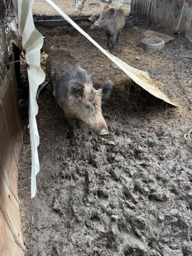 Rozbita szajka włamywaczy – zdjęcia z akcji i przeszukań w Dąbowie Tarnowskiej