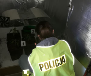 Uprawiał konopie indyjskie... w szafie. 33-latek zatrzymany przez policję