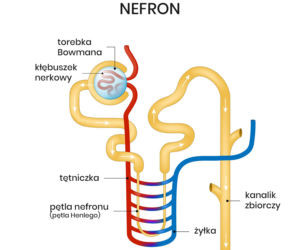 Budowa nefronu