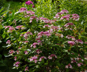 Hortensja piłkowana (Hydrangea serrata)