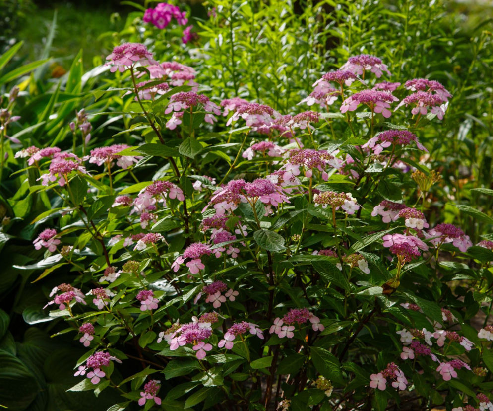 Hortensja piłkowana (Hydrangea serrata)