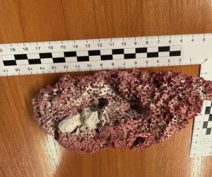 Przywiózł to z rajskich wakacji. Na lotnisku we Wrocławiu przeżył szok