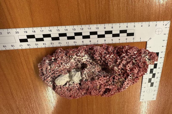 Przywiózł to z rajskich wakacji. Na lotnisku we Wrocławiu przeżył szok