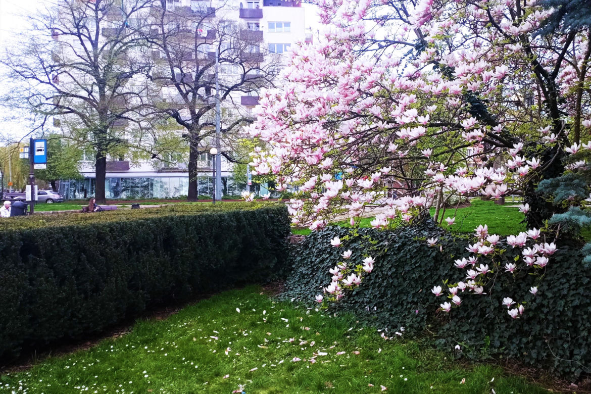 Magnolie w Szczecinie