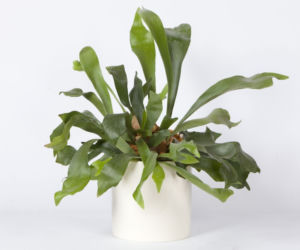 Platycerium