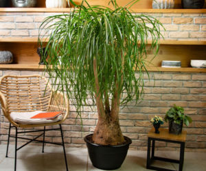 Jak pielęgnować nolinę, by zachwycała swoim pięknem?