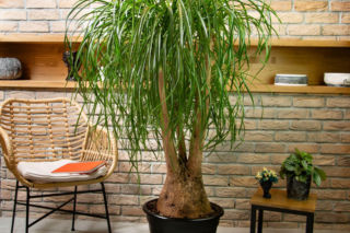 Nolina wygięta - jak dbać, by stopa słonia zaskakiwała zielonym pióropuszem liści?