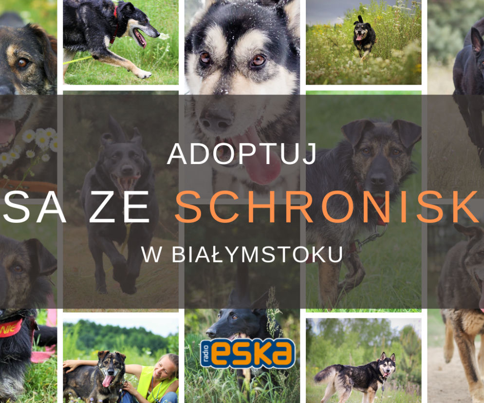 Adoptuj psa ze schroniska! - cz. II. Urocze czworonogi czekają na dom!