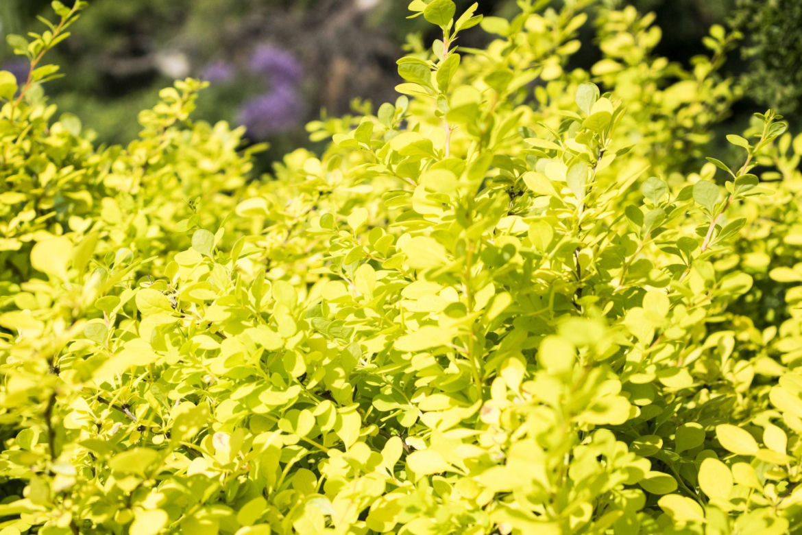 Berberys Thunberga 'Aurea'