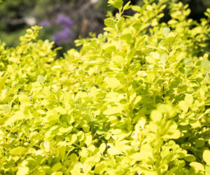 Berberys Thunberga 'Aurea'
