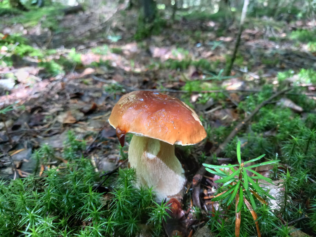 Już SĄ. Grzyby w świętokrzyskich lasach! 