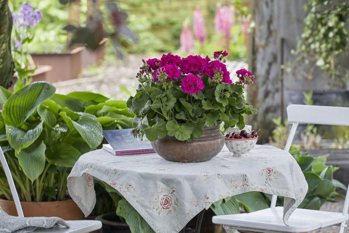 Pelargonie na stole