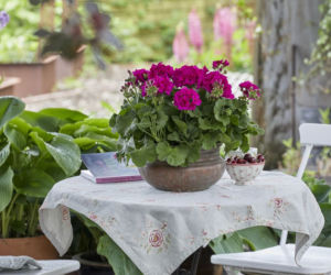 Pelargonie na stole