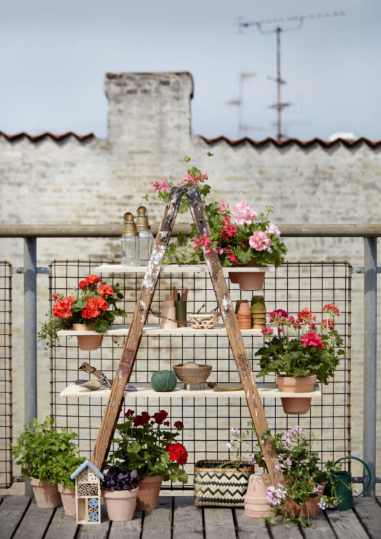 Ciekawe pomysły na aranżacje z pelargonii