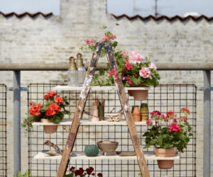 Ciekawe pomysły na aranżacje z pelargonii