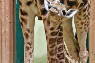 Historyczny moment w Gdańskim ZOO! Alia i Aki powitali na świecie pierwszą żyrafę!