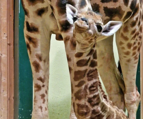 Historyczny moment w Gdańskim ZOO. To się dzieje naprawdę