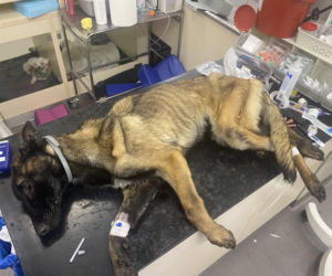 Dramat w Legnicy. Skrajnie wychudzona suczka znaleziona w kartonie