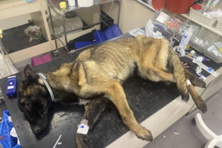 Dramat w Legnicy. Skrajnie wychudzona suczka znaleziona w kartonie