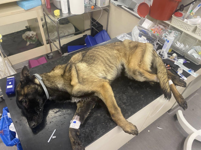 Skrajnie wychudzony pies