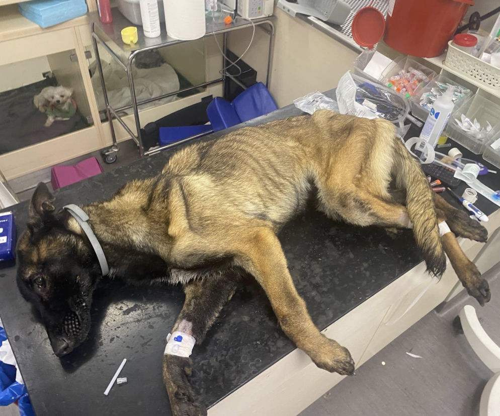 Dramat w Legnicy. Skrajnie wychudzona suczka znaleziona w kartonie