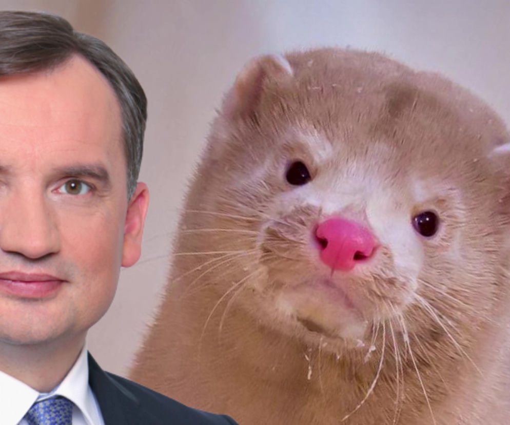 Kto pierwszy obali rząd? Norki czy Ziobro? 