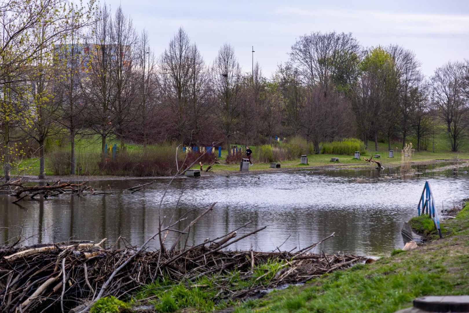 Bobrowe tamy na Potoku Służewieckim w Warszawie