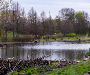 Bobrowe tamy na Potoku Służewieckim w Warszawie