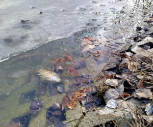 Martwe ryby w stawie na terenie Parku Aleksandria w Siedlcach