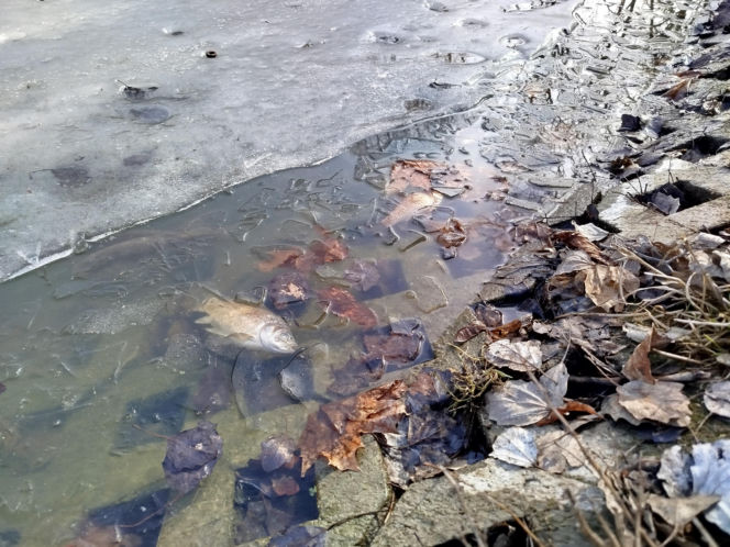 Martwe ryby w stawie na terenie Parku Aleksandria w Siedlcach