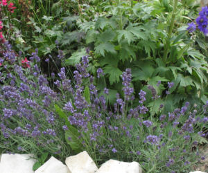 Lawenda wąskolistna  ‘Aromatico’ 