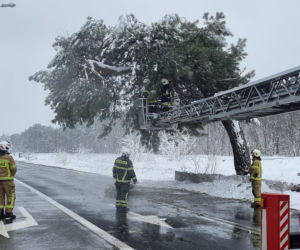 Pomnik przyrody przegrał z naturą. Słynna Sosna Falenicka złamała się pod zwałami śniegu