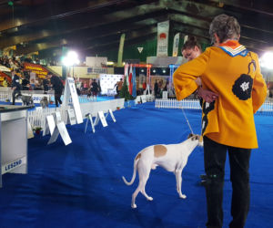 ​Psia elita w Lesznie. W hali Trapez odbyła się XXIV wystawa Champion of Champion's Show