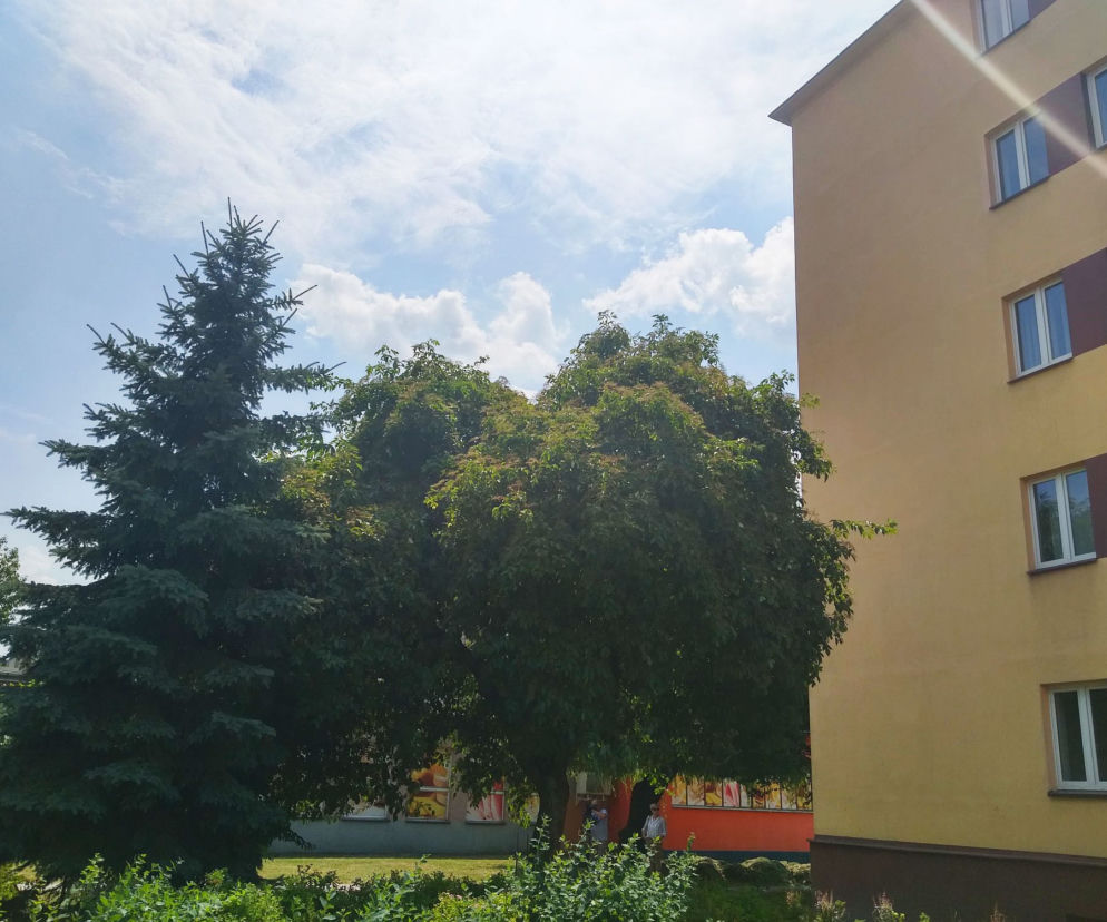 Rzeszowski bez czarny Drzewem Roku 2019
