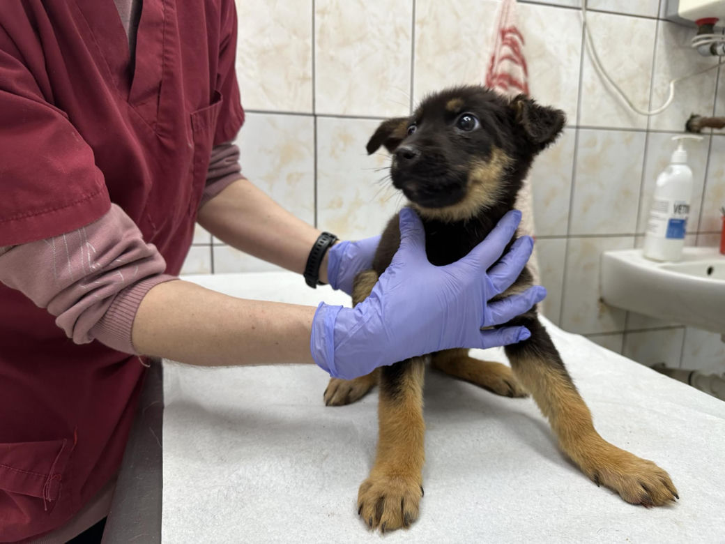 Zwierzęta uratowane z Toruńskiej Kociej Straży