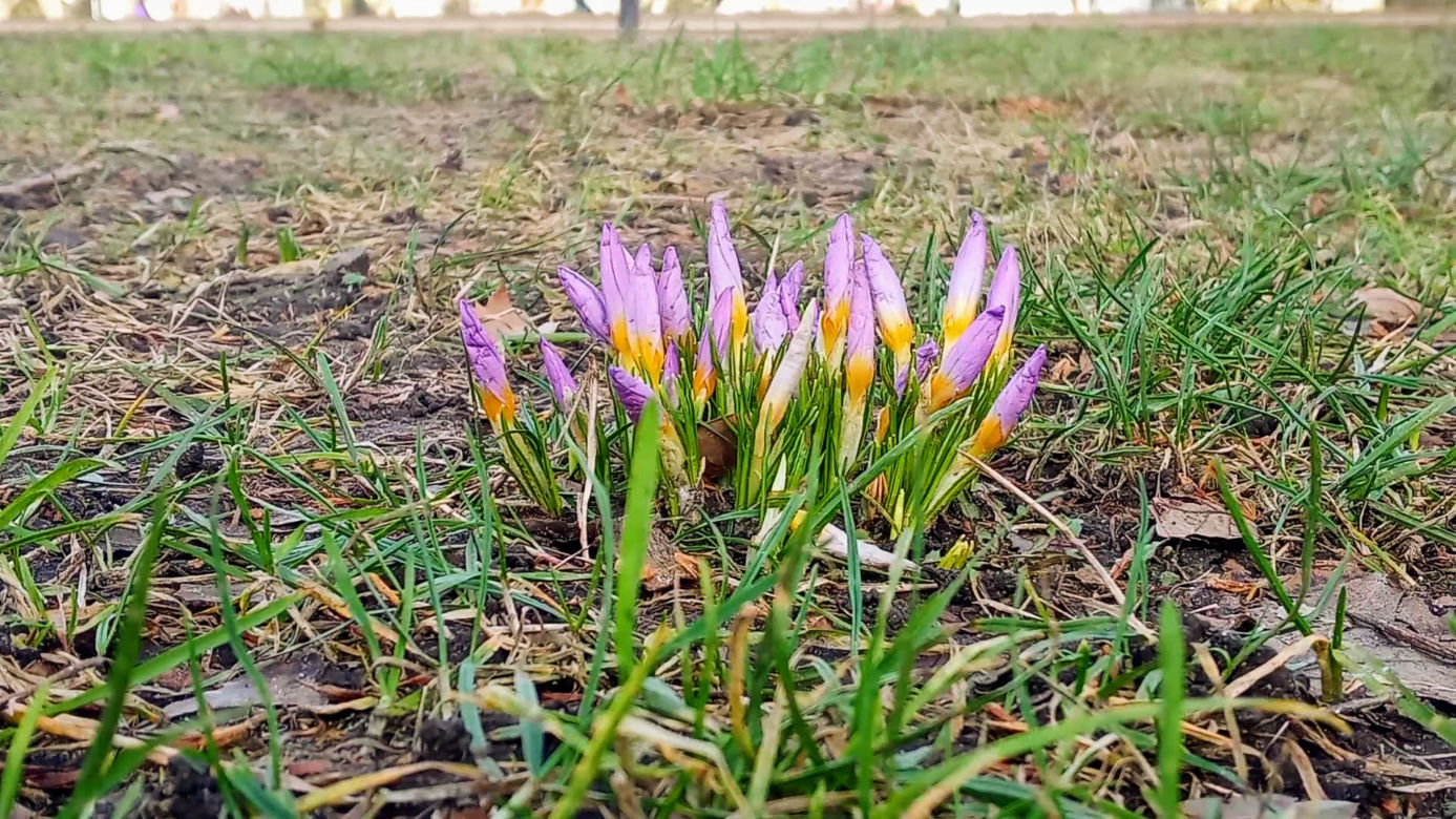 Pierwsze krokusy na Jasnych Błoniach w Szczecinie