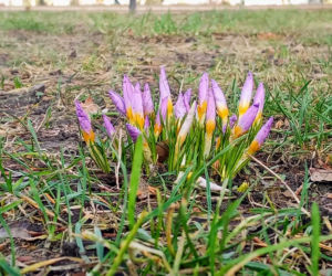 Pierwsze krokusy na Jasnych Błoniach w Szczecinie